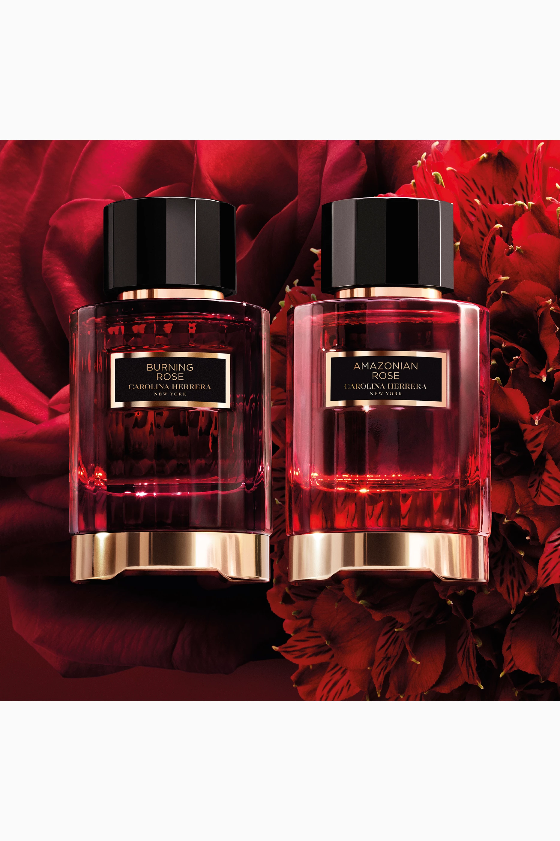 Buy Carolina Herrera Beauty Colourless Burning Rose Eau de Parfum 100ml For Women Online Ounass UAE