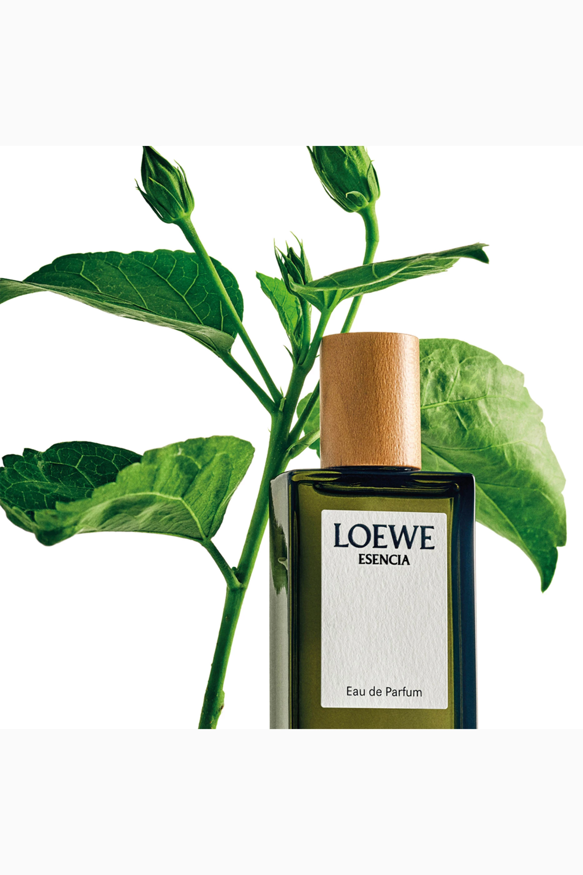 Buy LOEWE PERFUMES Colourless Esencia Eau de Parfum 100ml For Men Online Ounass UAE