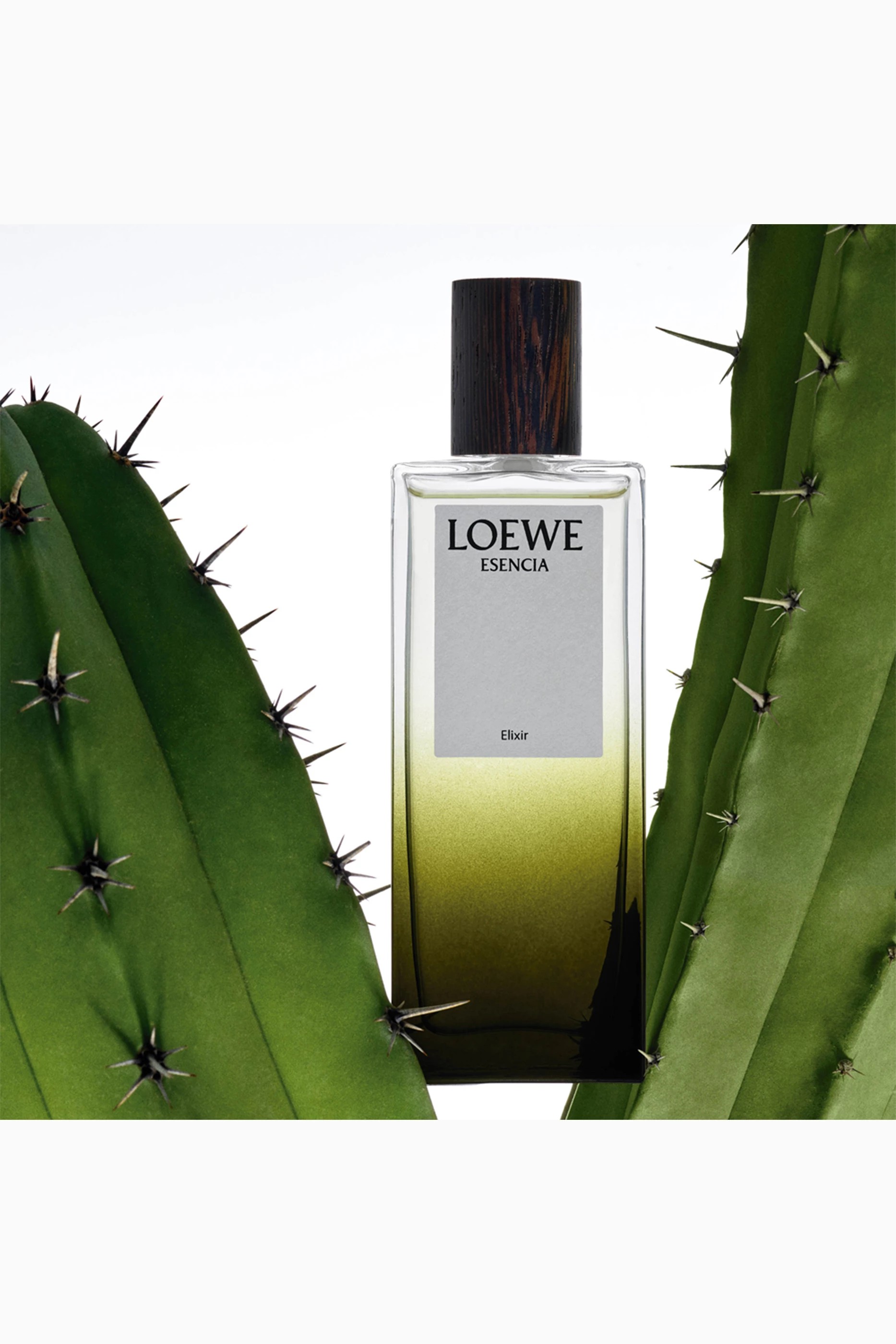Essential loewe perfume clearance
