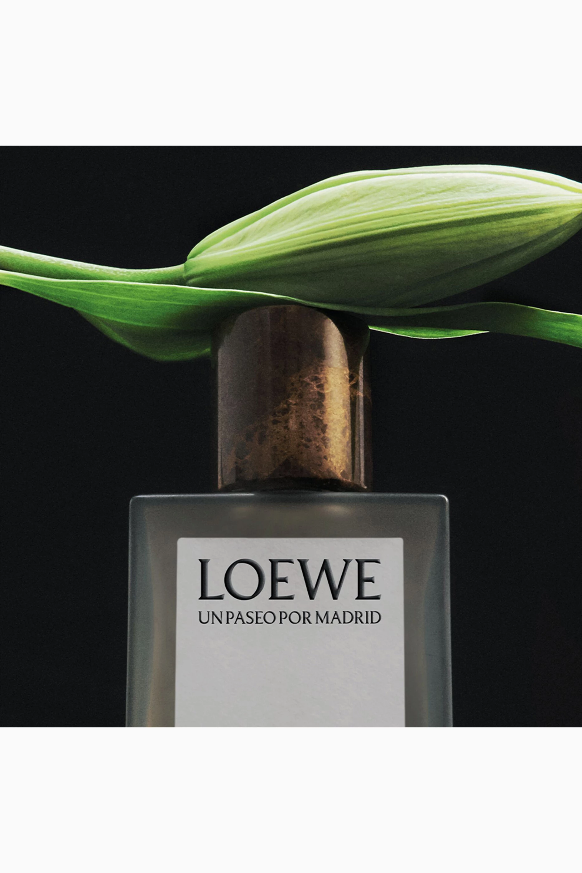 Buy LOEWE PERFUMES Un Paseo Por Madrid Debod Eau de Parfum