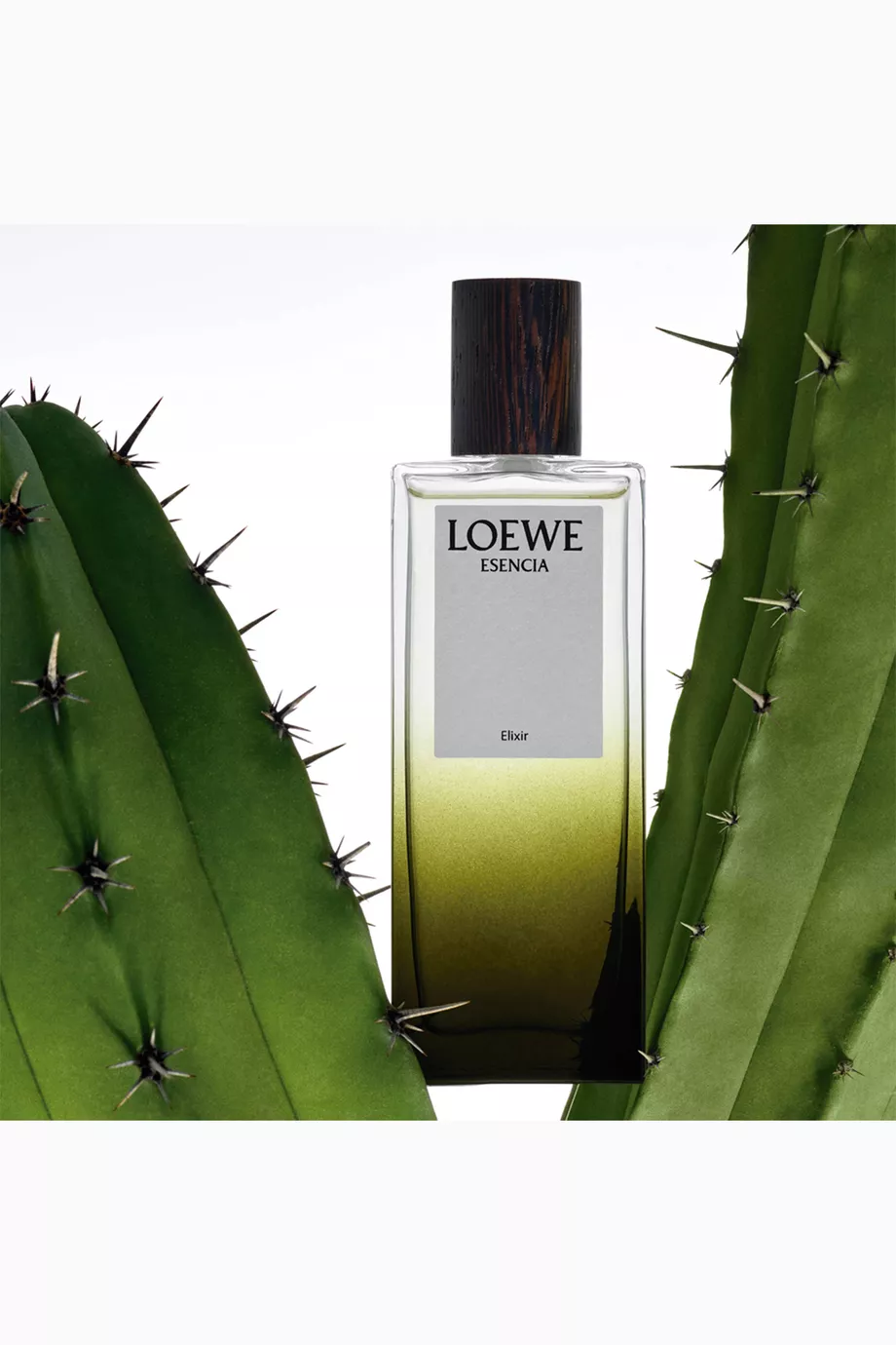 Esencia loewe price shop